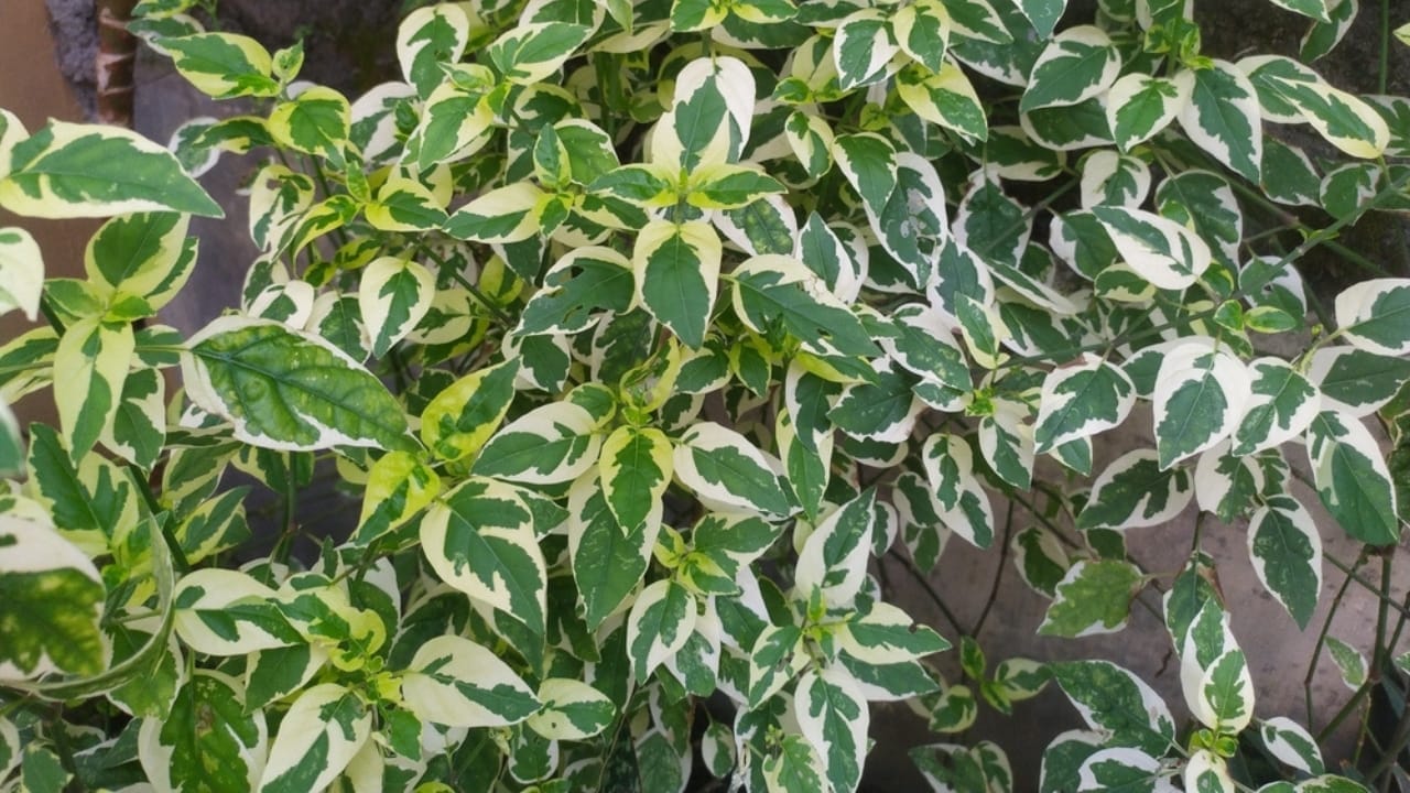 15 Evergreen Perennials for Constant Color & Natural Weed Control - wintercreeper ss2456576511