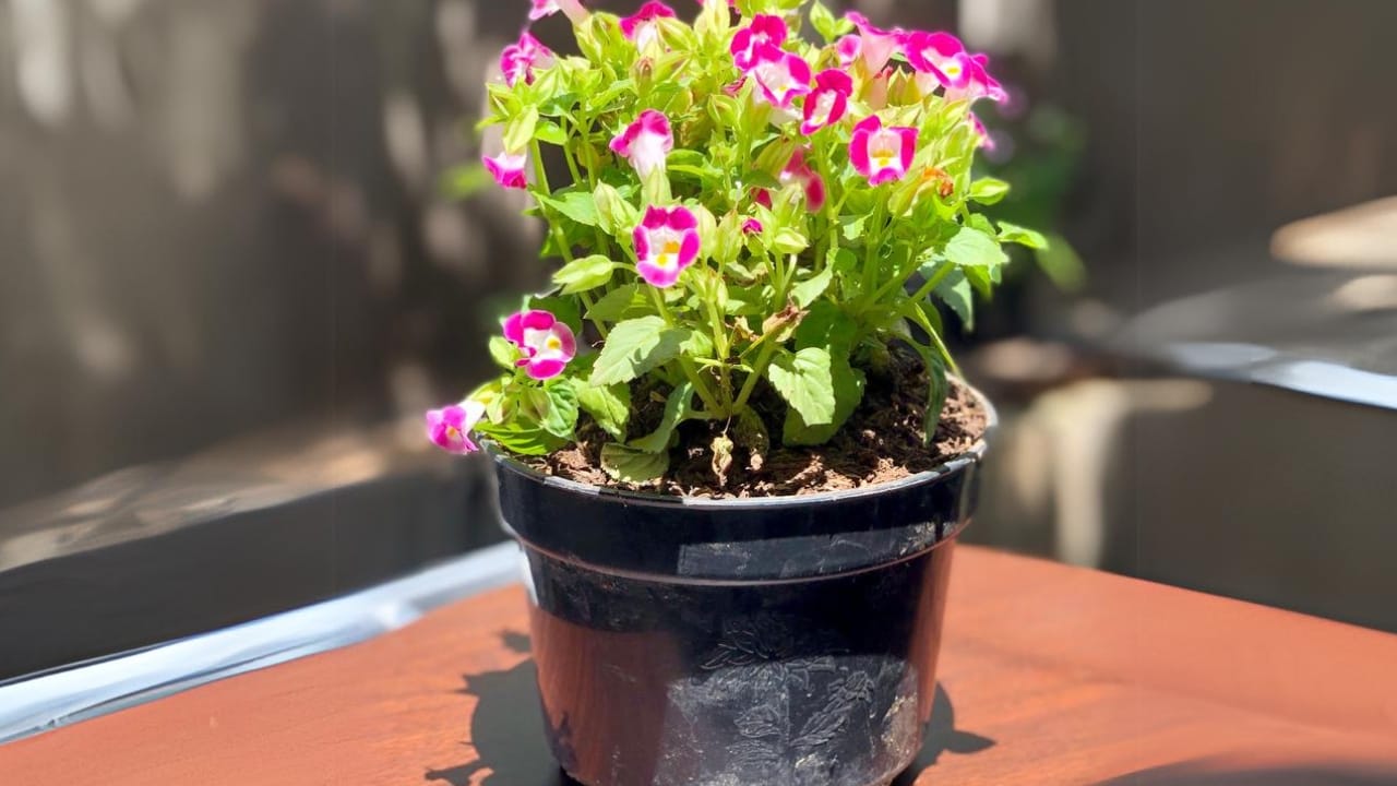 10 Stunning Container Plants Perfect for Shade 10 10 Stunning Container Plants Perfect for Shade - wishbone flower ss1895821780