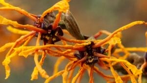 Witch Hazel Growing Tips for a Shrub That Stands Out All Year Long 1 Witch Hazel Growing Tips for a Shrub That Stands Out All Year Long - witch hazel flower ss1910305279