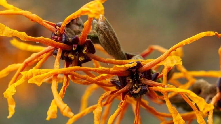 Witch Hazel Growing Tips for a Shrub That Stands Out All Year Long 3 Witch Hazel Growing Tips for a Shrub That Stands Out All Year Long - witch hazel flower ss1910305279