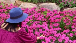 How to Divide Perennials & Double Your Garden Blooms—for Free 1 How to Divide Perennials & Double Your Garden Blooms—for Free - woman Hot Pink Dianthus Flowers garden ss2323076941 degm