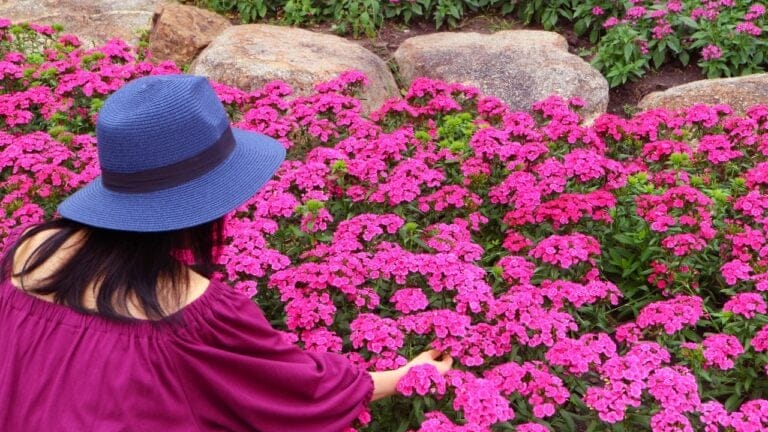 How to Divide Perennials & Double Your Garden Blooms—for Free - woman Hot Pink Dianthus Flowers garden ss2323076941 degm