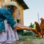 15 Must-Haves for a Safe & Happy Chicken Coop 19 15 Must-Haves for a Safe & Happy Chicken Coop - woman eeding greens to free range chickens s2445580873 degm