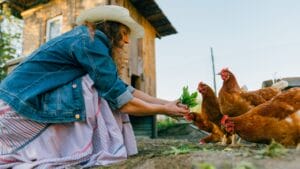 15 Must-Haves for a Safe & Happy Chicken Coop 1 15 Must-Haves for a Safe & Happy Chicken Coop - woman eeding greens to free range chickens s2445580873 degm