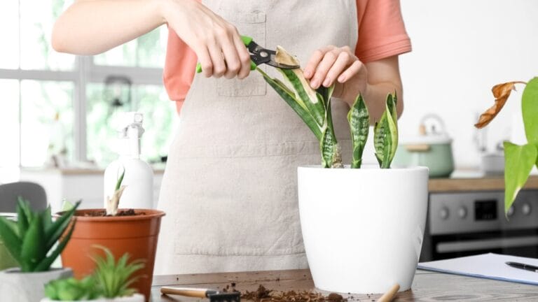10 Snake Plant Care Mistakes Every Plant Parent Should Avoid - woman cutting snake plant dp635816906