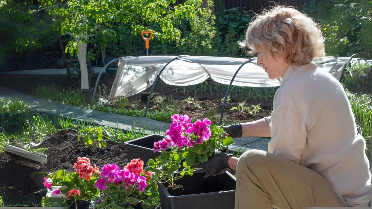 How to Divide Perennials & Double Your Garden Blooms—for Free - woman planting flowers dp369284276