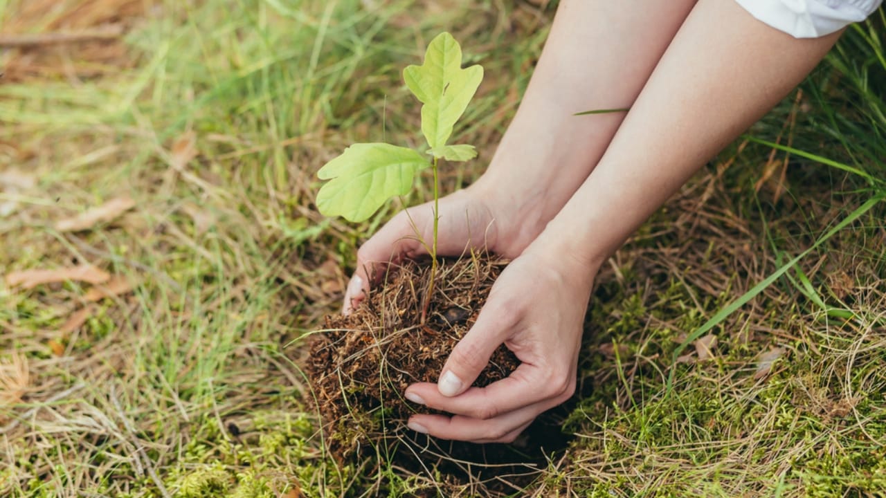 Plant a Tree, Get It for Free: Lincolnshire’s Bold Plan U.S. Cities Should Consider 2 Plant a Tree, Get It for Free: Lincolnshire’s Bold Plan U.S. Cities Should Consider - woman plants a small oak tree dp493252386
