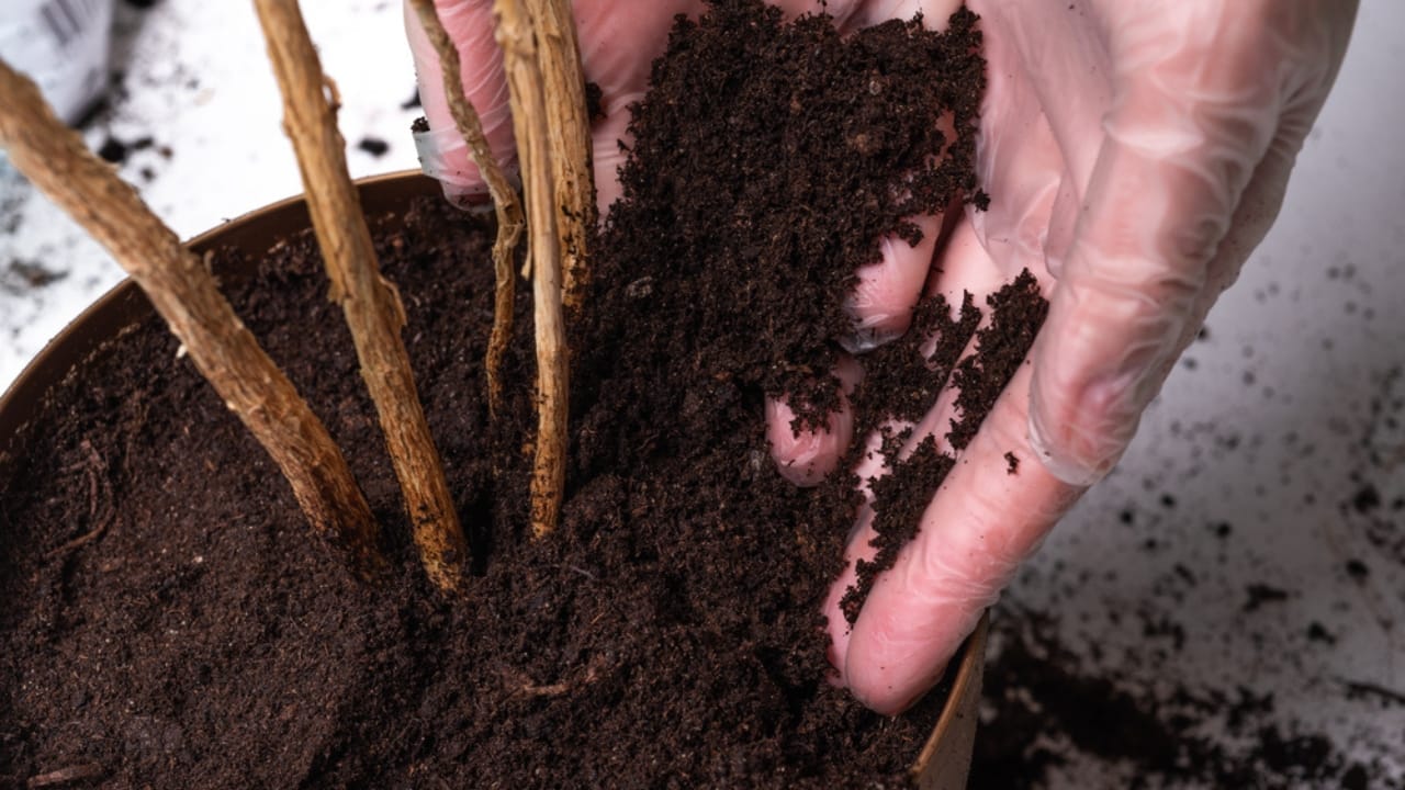 Fertilize Hibiscus Like a Pro: Timing for the Best Blooms 3 Fertilize Hibiscus Like a Pro: Timing for the Best Blooms - woman putting fertilizer in pot fertilizing hibiscus ss1719510742