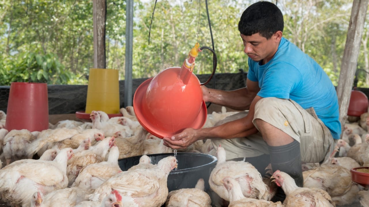 15 Common Mistakes to Avoid When Raising Backyard Chickens 3 15 Common Mistakes to Avoid When Raising Backyard Chickens - worker cleaning chicken ss1821853583