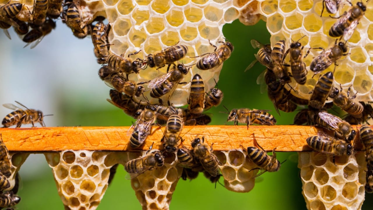Bees Build Perfectly Symmetrical Hives—Here’s Why It Matters 7 Bees Build Perfectly Symmetrical Hives—Here’s Why It Matters - working bees bee keeping dp116356874