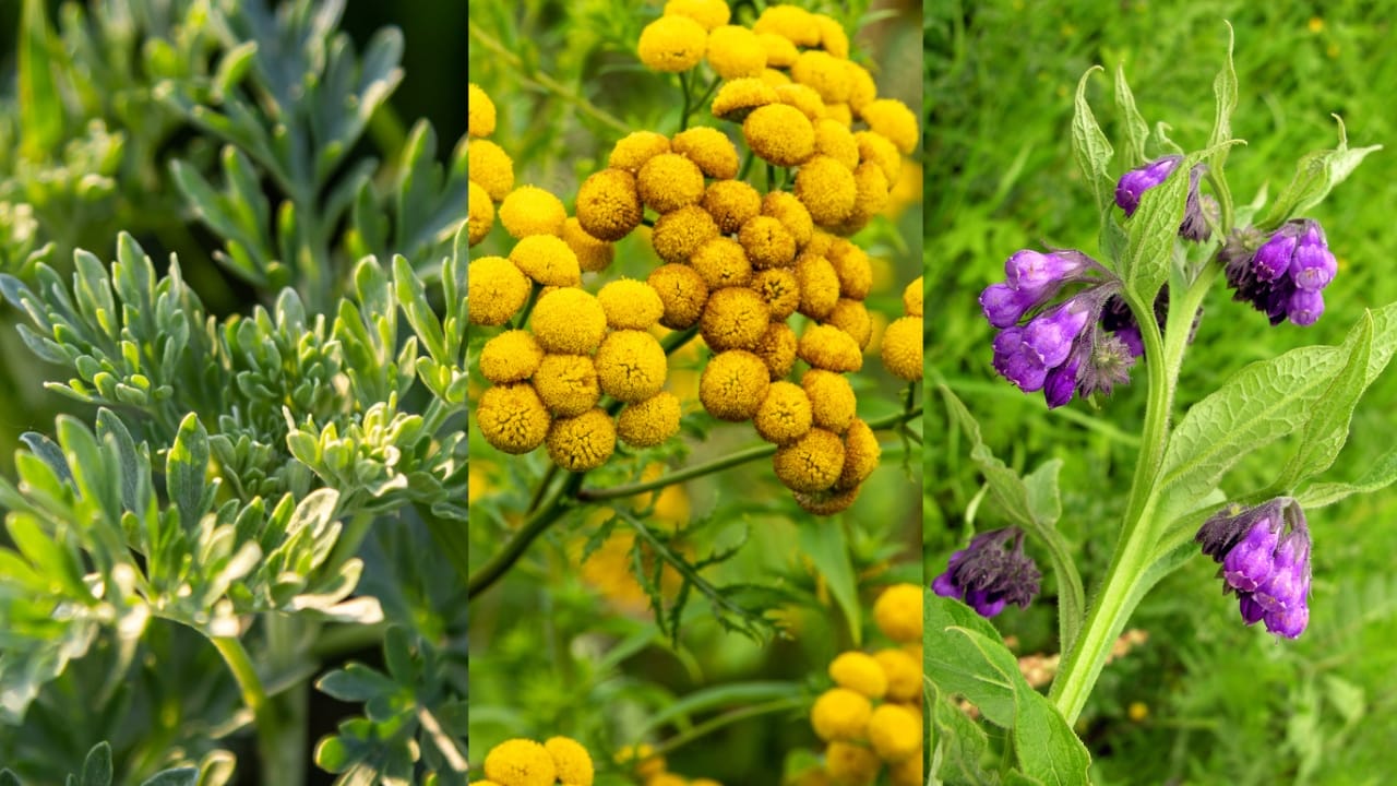 6 Natural Remedies for Deworming Your Backyard Chickens 7 6 Natural Remedies for Deworming Your Backyard Chickens - wormwood dp668528742 Tansy dp294636676 Comfrey dp7525682