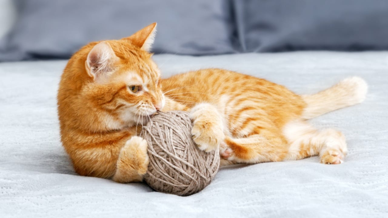 Don’t Toss That Yarn: 15 Creative Uses for Your Leftover Scraps 11 Don’t Toss That Yarn: 15 Creative Uses for Your Leftover Scraps - yarn cat toys ss1528282730