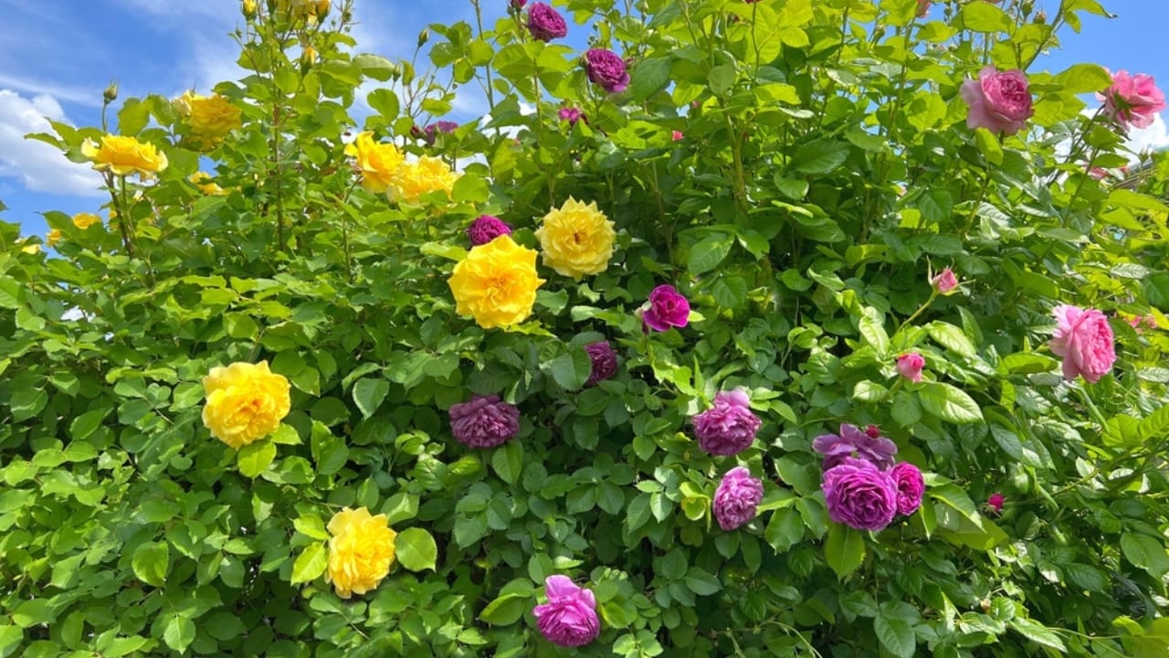 The Perfect Flower for Every Anniversary, From 1 to 50 19 The Perfect Flower for Every Anniversary, From 1 to 50 - yellow and violet rose ss2326905431