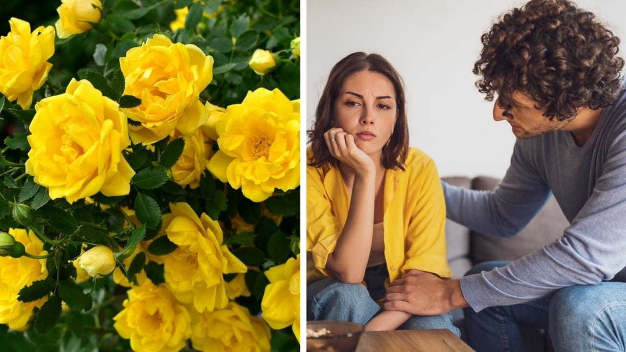 7 Different Meanings of Yellow Roses & What They Say about Your Relationship - yellow rose and apology ss21771108372376637095