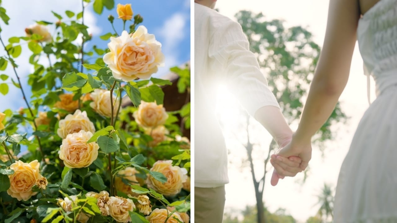 7 Different Meanings of Yellow Roses & What They Say about Your Relationship - yellow rose and freedom ss23923324892429445085