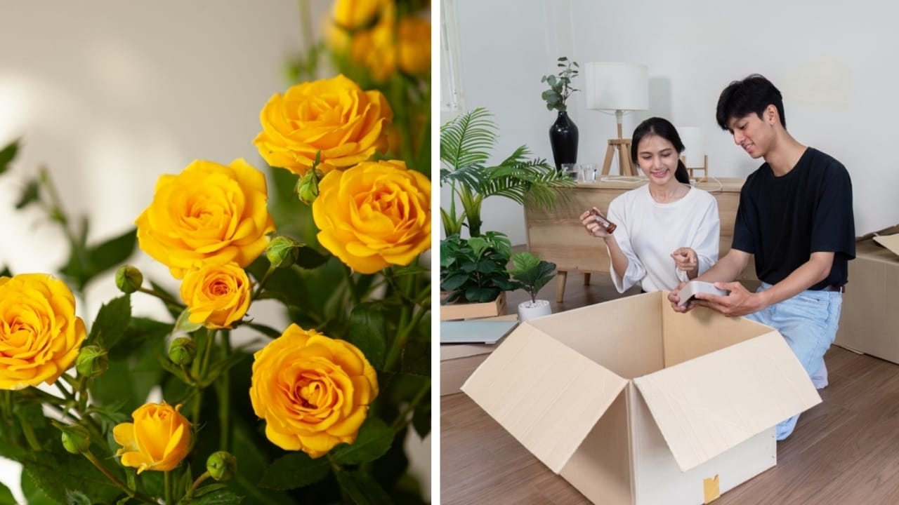 7 Different Meanings of Yellow Roses & What They Say about Your Relationship - yellow rose and fresh start ss24413506352496492311