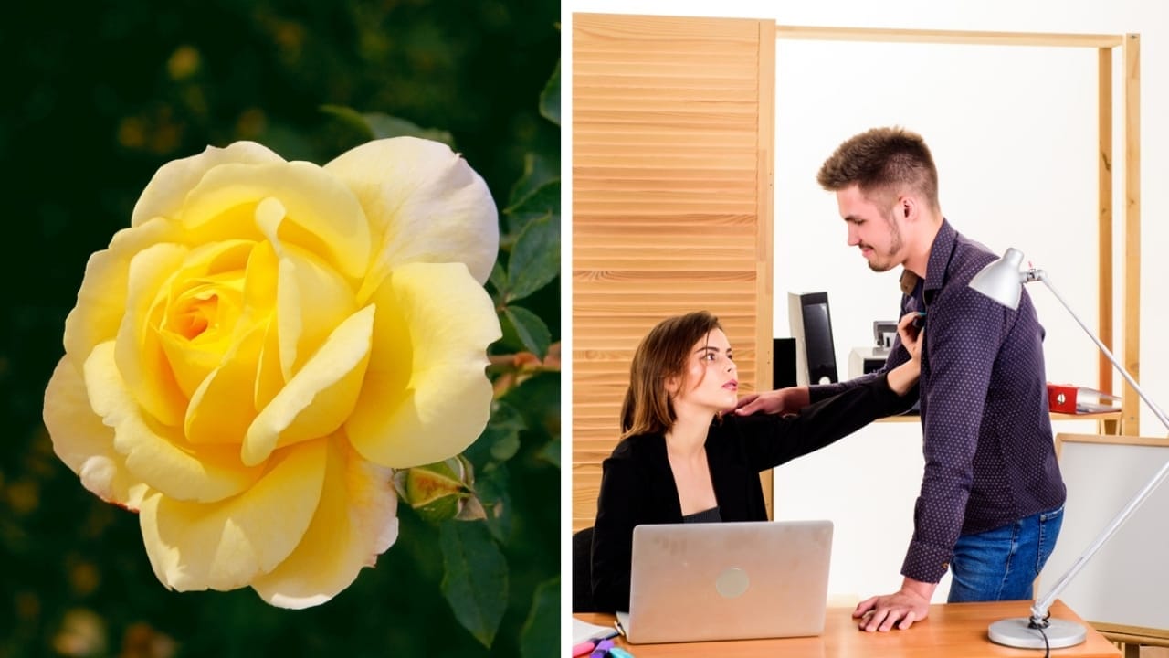 7 Different Meanings of Yellow Roses & What They Say about Your Relationship - yellow rose and platonic love ss2142270791388935700