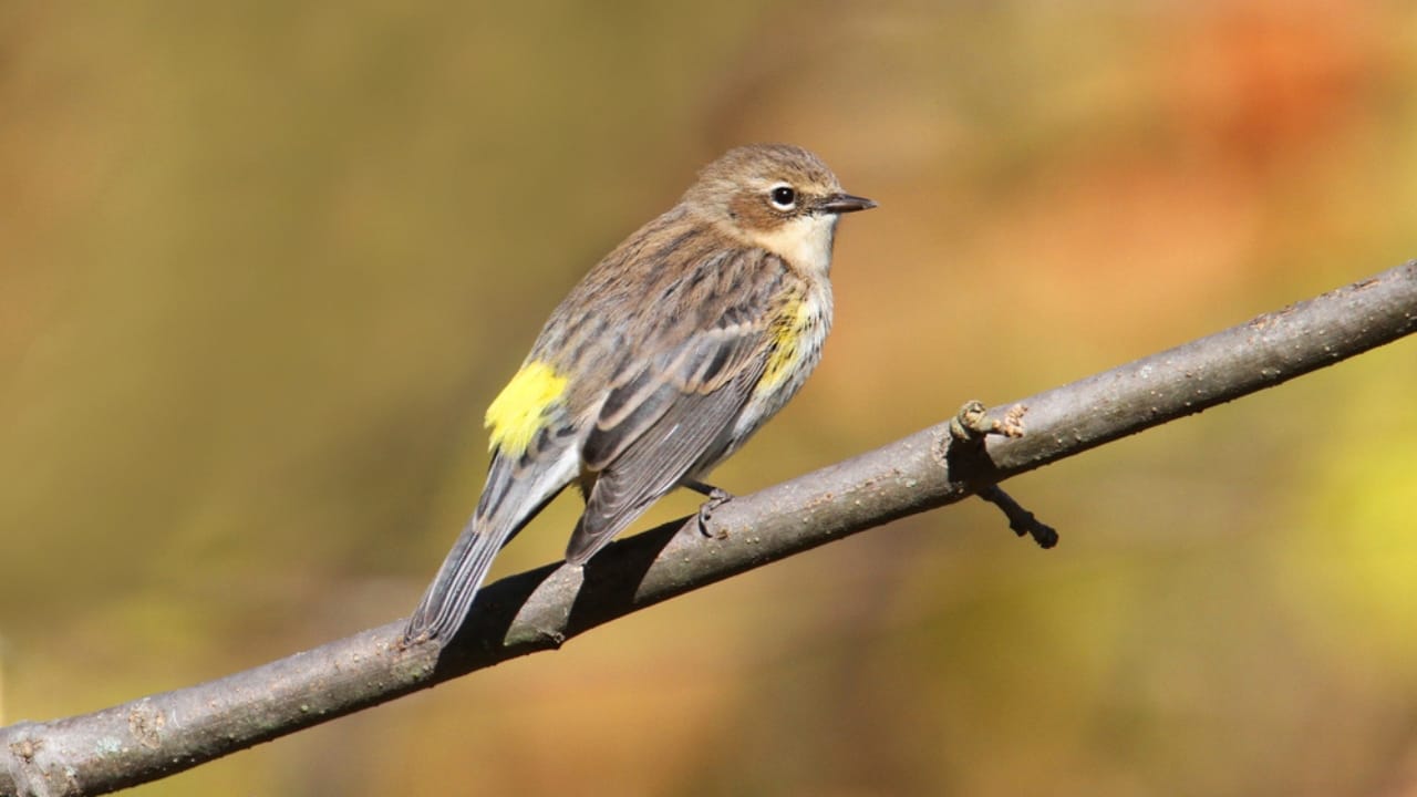 10 Bird Species You're Most Likely to Spot in North America 6 10 Bird Species You're Most Likely to Spot in North America - yellow rumped warbler dp34479733