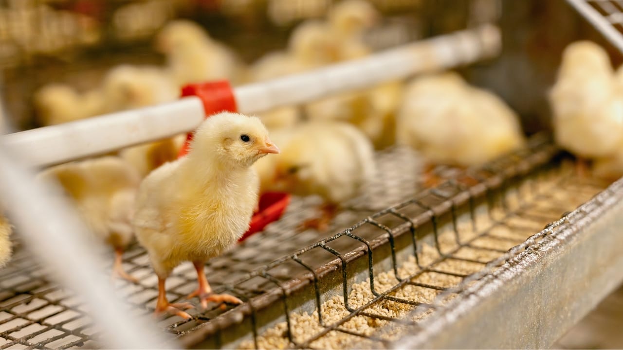 Homemade Chicken Feed 101: Health-Boosting Recipes, Including Our Tried-and-True Favorite 4 Homemade Chicken Feed 101: Health-Boosting Recipes, Including Our Tried-and-True Favorite - young chickens ss2364843837