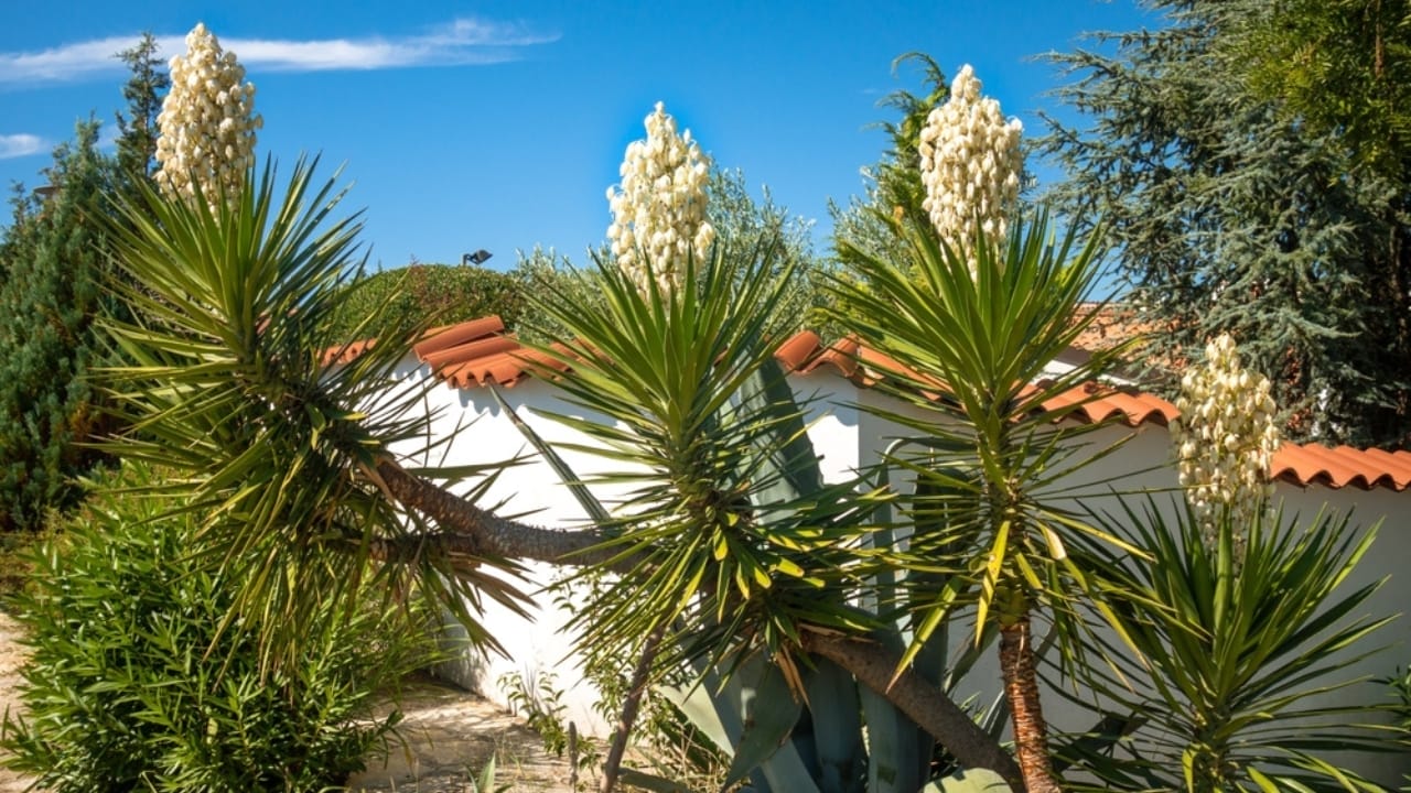 12 Plants You Can Use as Natural Soap 4 12 Plants You Can Use as Natural Soap - yucca gigantea ss2158943061