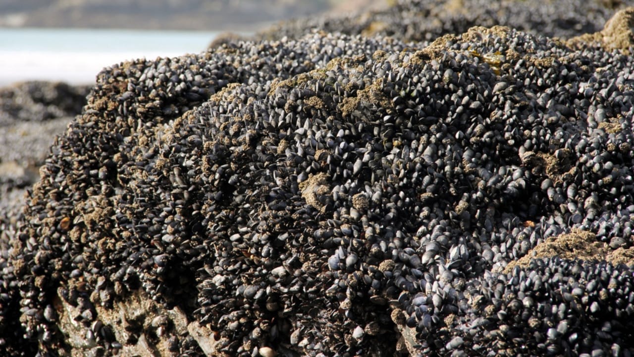 America’s 12 Most Destructive Invasive Species Taking Over Ecosystems - zebra mussels dp238891802