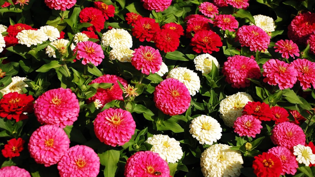 Every Garden Should Have Zinnias—Here’s Why 5 Every Garden Should Have Zinnias—Here’s Why - zinnia flower dp2049202