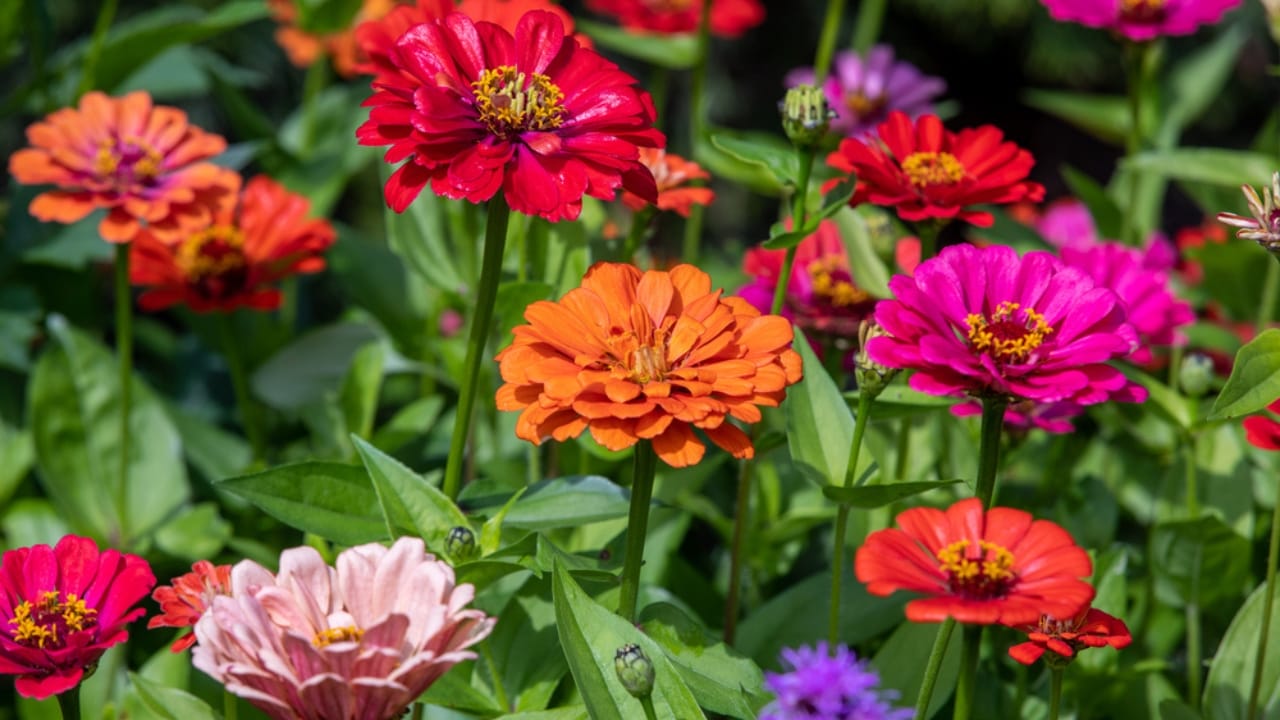 Every Garden Should Have Zinnias—Here’s Why 9 Every Garden Should Have Zinnias—Here’s Why - zinnia flowers dp428742218
