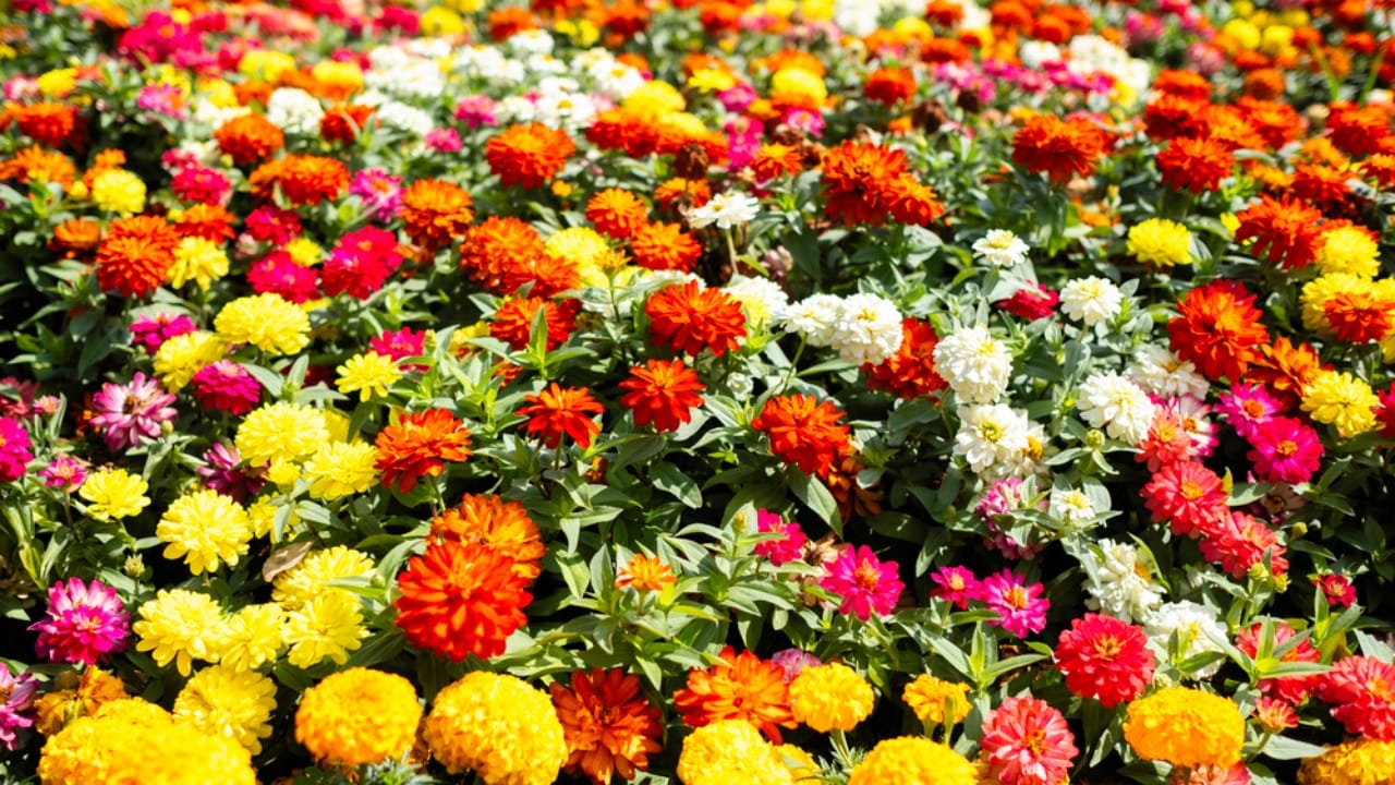 Every Garden Should Have Zinnias—Here’s Why 4 Every Garden Should Have Zinnias—Here’s Why - zinnia flowers dp504539426