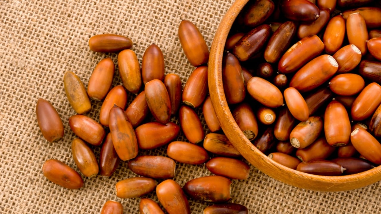 The Tasty Truth About Acorns: A Nutrient-Packed Survival Staple 3 The Tasty Truth About Acorns: A Nutrient-Packed Survival Staple - Acorns in a wooden round bowl dp250018930 dnoh