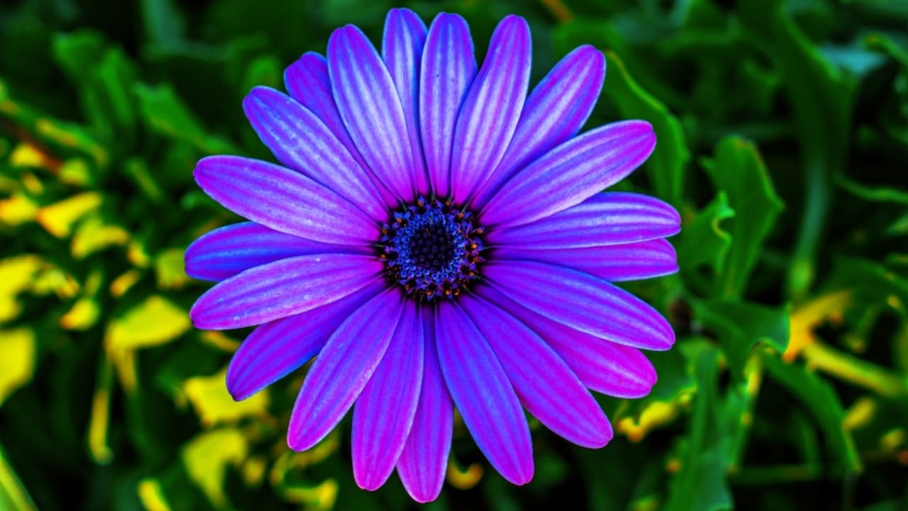 15 Fall Flowers That Attract Pollinators & Add Color 5 15 Fall Flowers That Attract Pollinators & Add Color - African Daisy dp384864514 dnoh