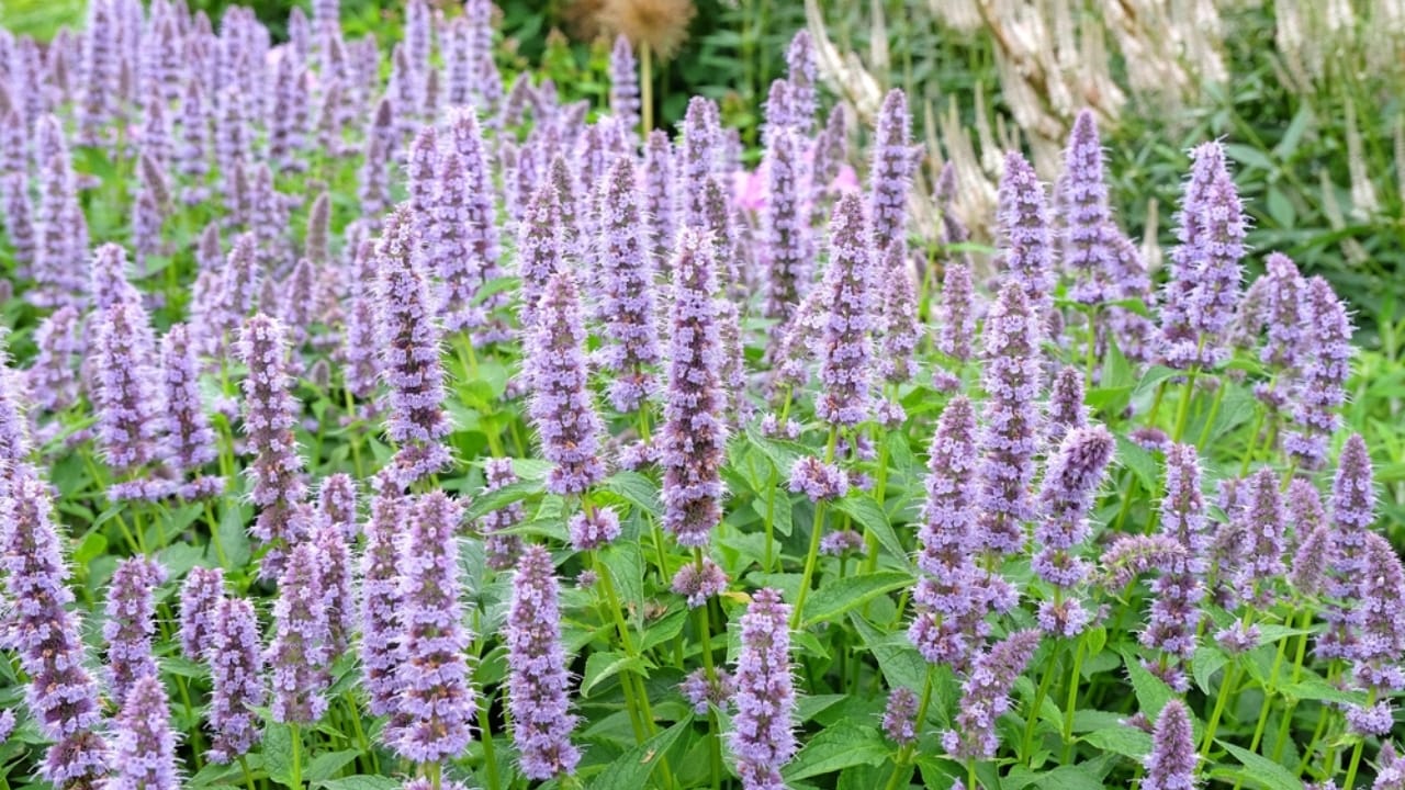 Hummingbirds Can’t Resist These 11 Gorgeous Purple Blooms 12 Hummingbirds Can’t Resist These 11 Gorgeous Purple Blooms - Agastache Blue Fortune ss2498714429 adyh