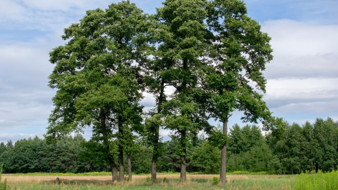 20 Trees That Could Be Your Lifeline in a Survival Situation 13 20 Trees That Could Be Your Lifeline in a Survival Situation - Alder trees ss2346002957 dpdgm