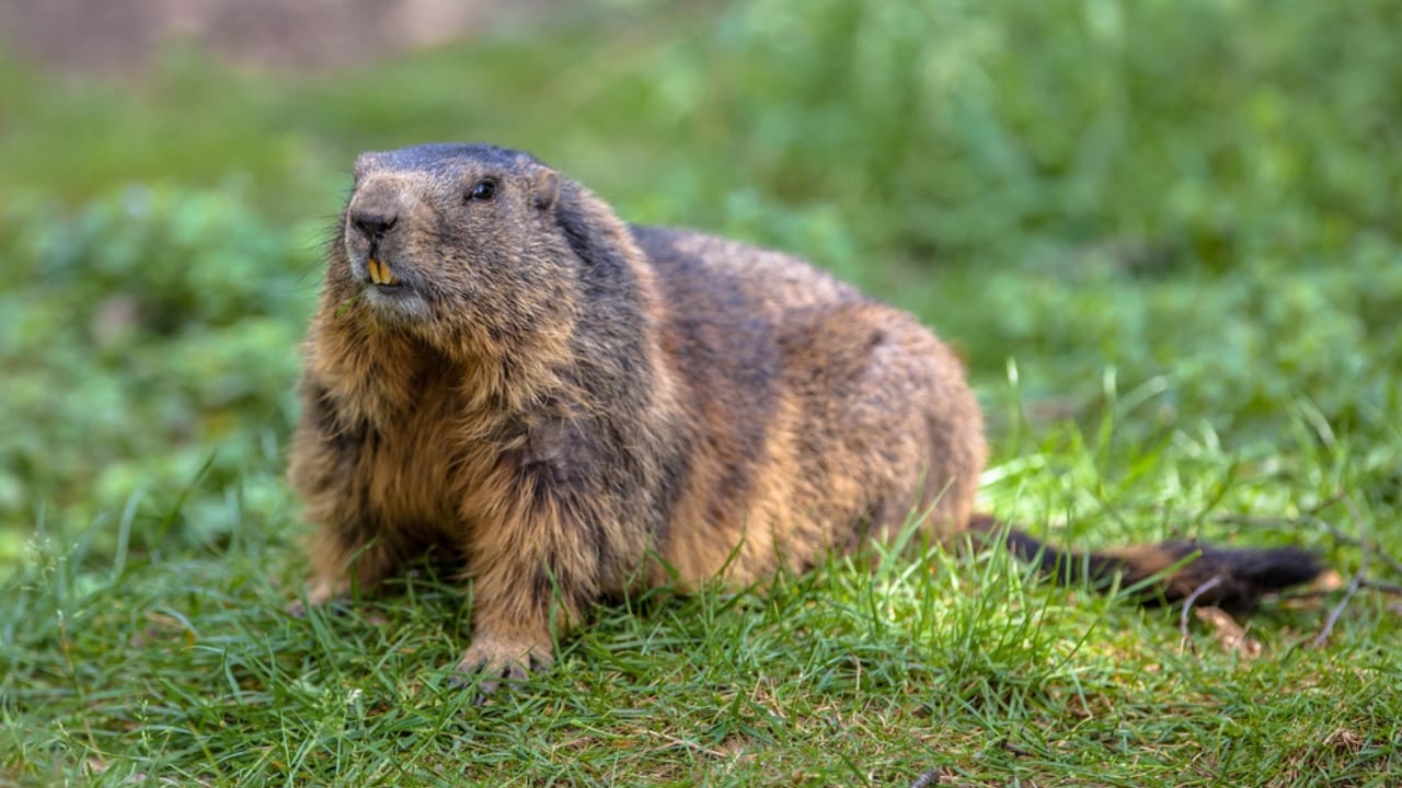 16 Animals That Thrive by Hibernating Through Winter 8 16 Animals That Thrive by Hibernating Through Winter - Alpine Marmot dp90446716 dnoh