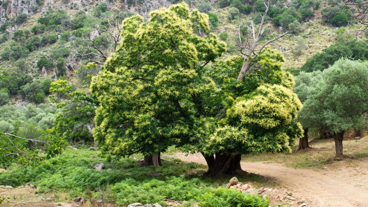 19 American Tree Species at Risk of Extinction 9 19 American Tree Species at Risk of Extinction - American Chestnut tree dp100426870 dnoh