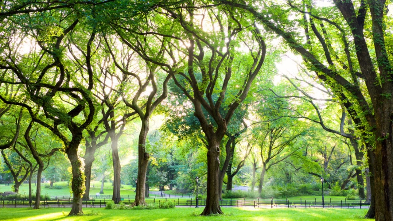 19 American Tree Species at Risk of Extinction 4 19 American Tree Species at Risk of Extinction - American Elm Trees dp223532794 dnoh