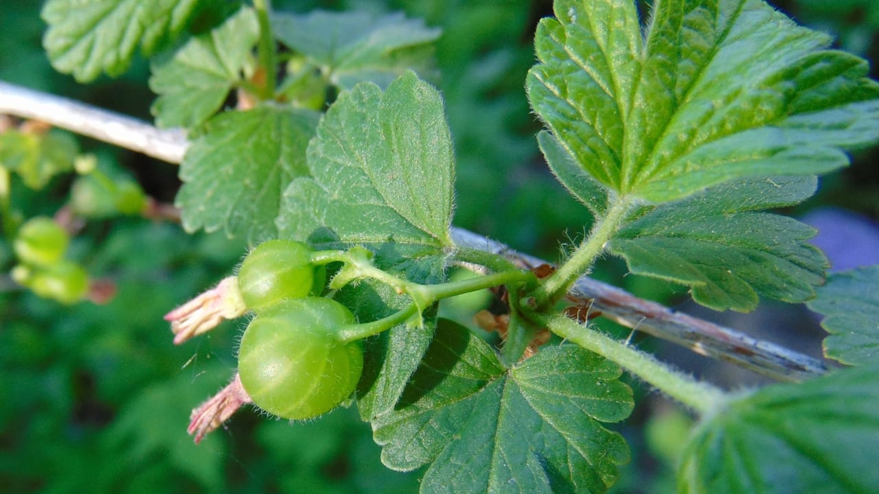 14 Native Berries to Grow for Flavor, Health & Easy Gardening 8 14 Native Berries to Grow for Flavor, Health & Easy Gardening - American Gooseberry Ribes hirtellum wc