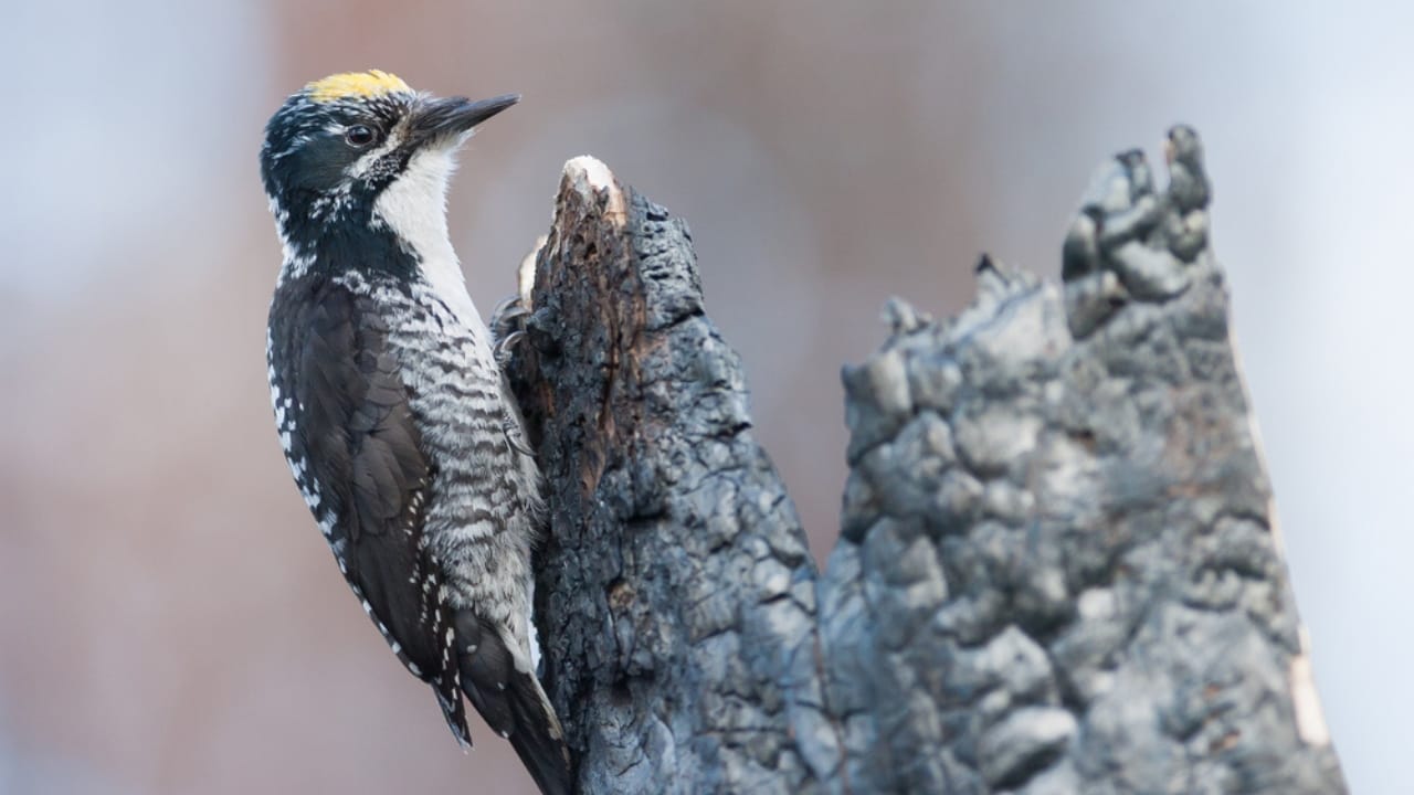 15 Must-Know Woodpeckers for Bird Watchers 14 15 Must-Know Woodpeckers for Bird Watchers - American Three toed Woodpecker ss1869370264 dnoh