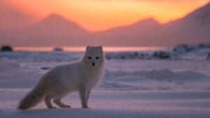 15 Mammals Thriving Where Few Can Survive 1 15 Mammals Thriving Where Few Can Survive - Arctic Fox ss1558255631 degm