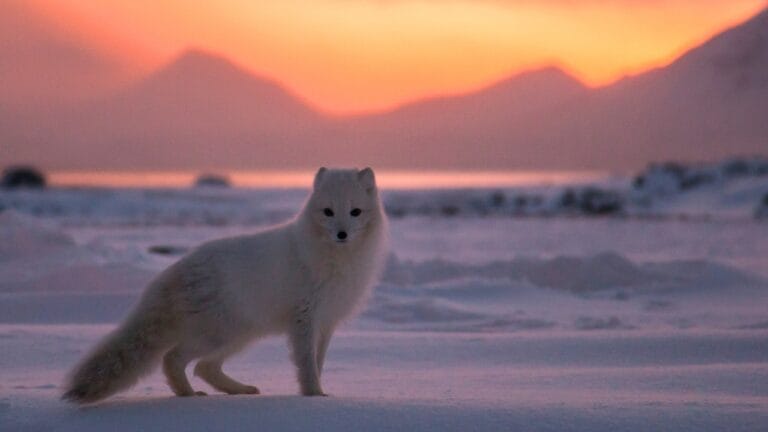 15 Mammals Thriving Where Few Can Survive 4 15 Mammals Thriving Where Few Can Survive - Arctic Fox ss1558255631 degm