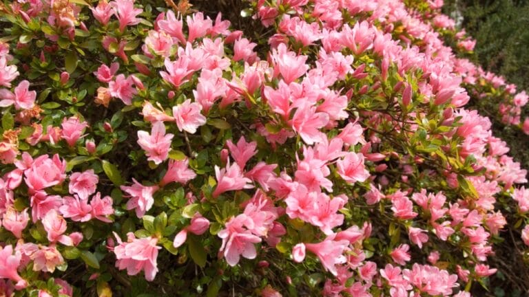 12 Shrubs That Handle Anything & Look Great Doing It 6 12 Shrubs That Handle Anything & Look Great Doing It - Azalea dp2225491 dnoh