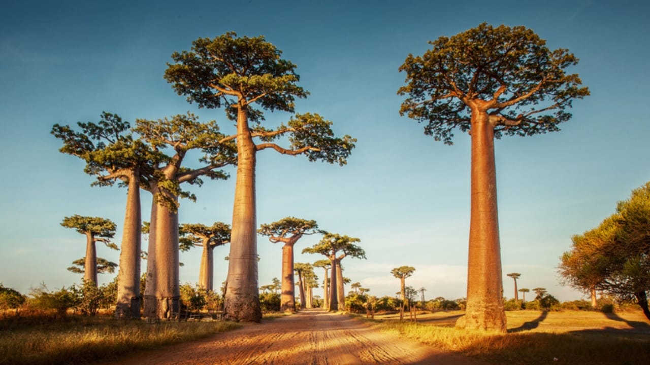 20 Trees That Could Be Your Lifeline in a Survival Situation 19 20 Trees That Could Be Your Lifeline in a Survival Situation - Baobab trees dp50241633 dnoh