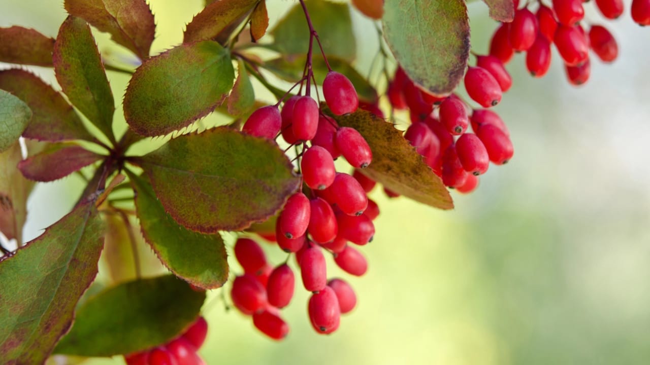 12 Shrubs That Handle Anything & Look Great Doing It 13 12 Shrubs That Handle Anything & Look Great Doing It - Barberry dp88313344 dnoh