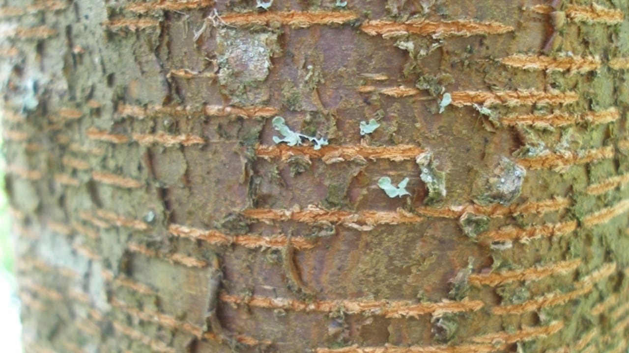 7 Medicinal Tree Barks to Keep You Healthy This Winter - Bark of black cherry tree Prunus serotina ss2428371959 dpdgm