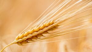 Organic Farming Spurs Evolution in Barley Over 23 Years 1 Organic Farming Spurs Evolution in Barley Over 23 Years - Barley grain ss289565159 degm