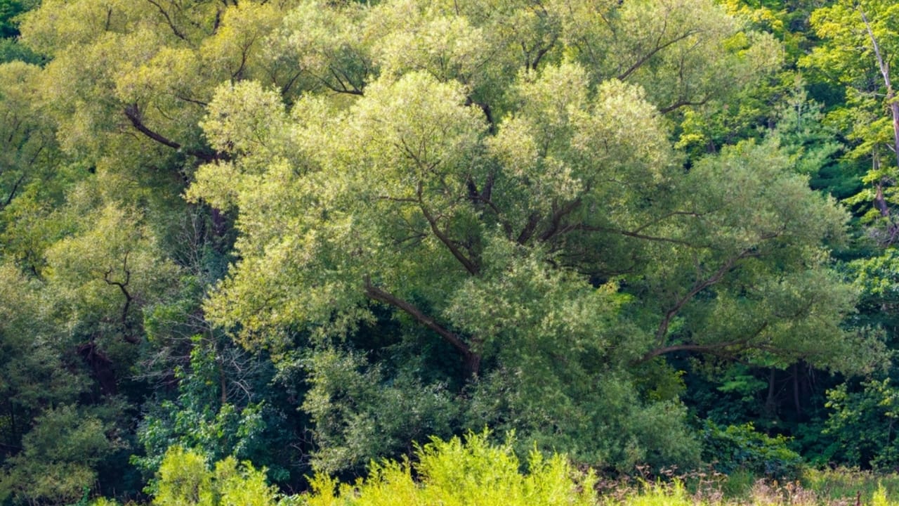 Epsom Salt for Stump Removal: Cheap, Easy, but Does It Work? 5 Epsom Salt for Stump Removal: Cheap, Easy, but Does It Work? - Beautiful Mature Black Willow Trees ss2361755967 adyh