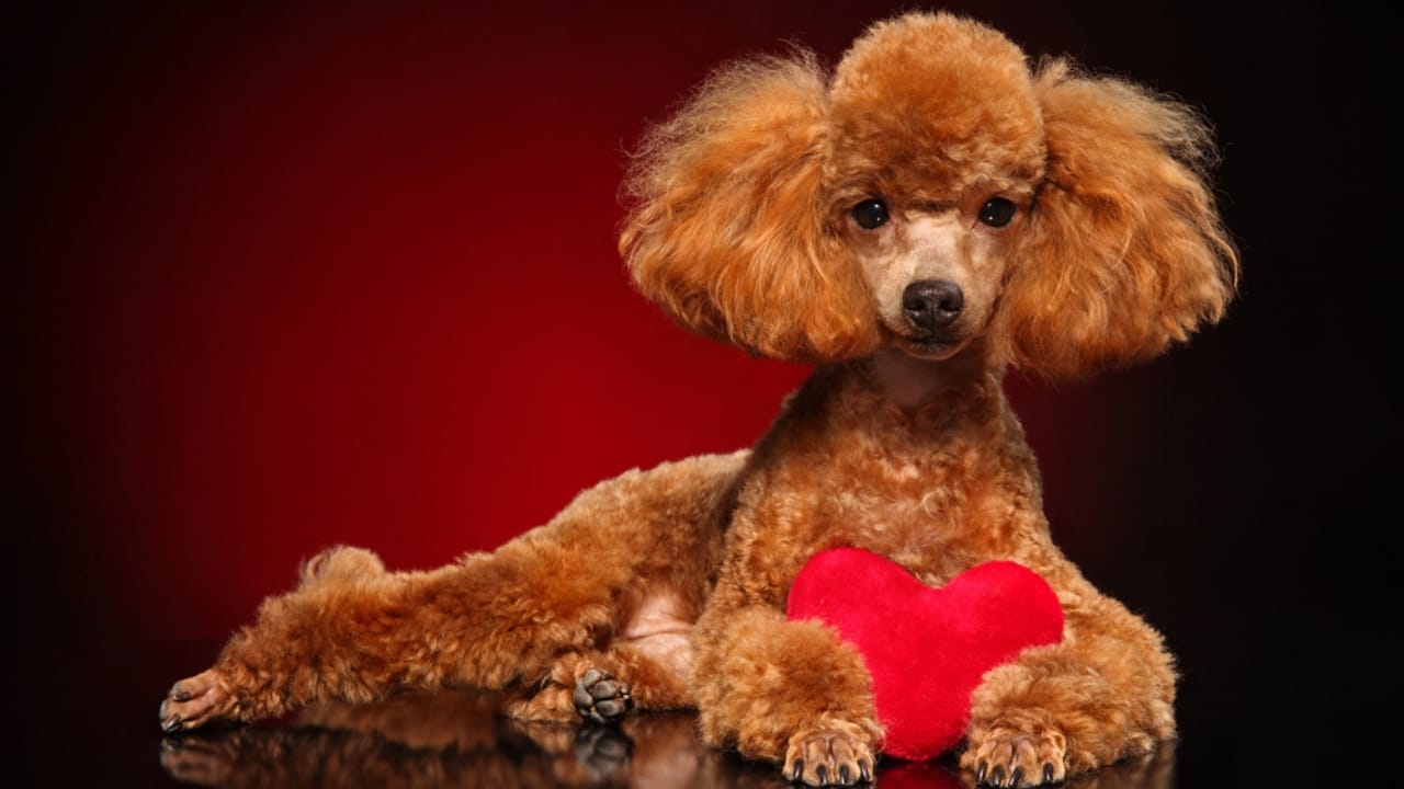 Poodles Once Hunted Ducks—Here’s How They Became Show Stars 8 Poodles Once Hunted Ducks—Here’s How They Became Show Stars - Beautiful Poodle dp215785164 dnoh