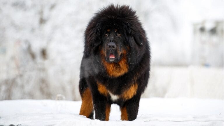 16 Mastiff Breeds That Prove Big Dogs Have Bigger Hearts - Beautiful Tibetan mastiff dp178433246 dnoh