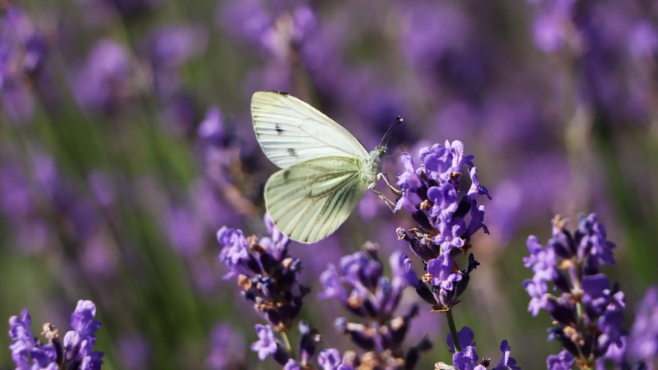 What a White Butterfly Crossing Your Path Really Means - Beautiful butterfly in lavender ss2220285783 dpdgm