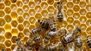 Bees Build Perfectly Symmetrical Hives—Here’s Why It Matters 1 Bees Build Perfectly Symmetrical Hives—Here’s Why It Matters - Bees Honeycomb dp73124765 dnoh