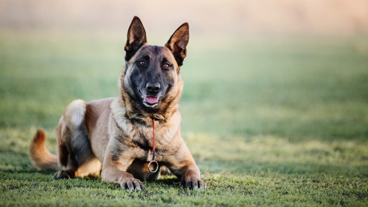 19 Dogs That Shed So Much, You’ll Need a Second Vacuum 17 19 Dogs That Shed So Much, You’ll Need a Second Vacuum - Belgian Malinois dp240656622 dnoh